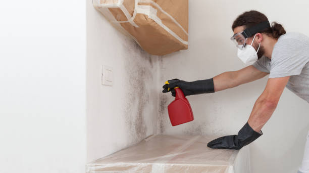 Professional Black Mold Removal technician working in Pompton Plains, NJ